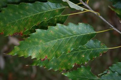 Quercus muehlenbergii (Chinkapin Oak), leaf, upper surface