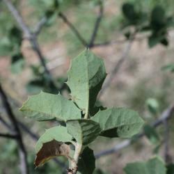 Quercus palmeri (Palmer Oak), leaf, lower surface