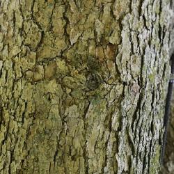 Quercus muehlenbergii (Chinkapin Oak), bark, mature