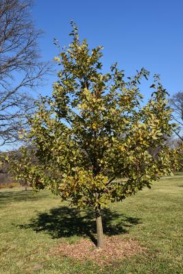 Quercus petraea ssp. iberica (Georgian Oak), habit, fall
