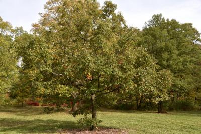 Quercus muehlenbergii (Chinkapin Oak), habit, fall