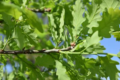 Quercus petraea ssp. iberica (Georgian Oak), bark, twig