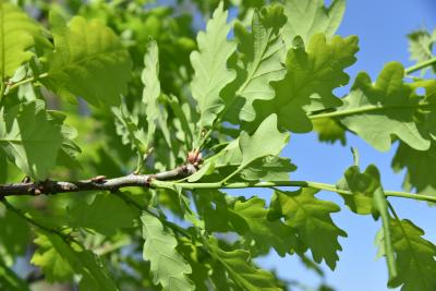 Quercus petraea ssp. iberica (Georgian Oak), bark, twig