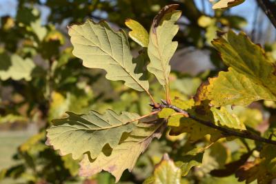 Quercus petraea ssp. iberica (Georgian Oak), leaf, lower surface