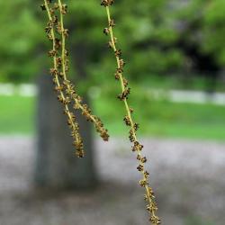 Quercus muehlenbergii (Chinkapin Oak), flower, staminate
