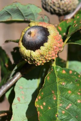 Quercus prinoides (Dwarf Chinkapin Oak), fruit, mature
