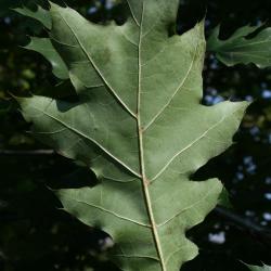 Quercus rubra (Northern Red Oak), leaf, lower surface