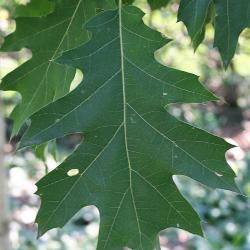 Quercus rubra (Northern Red Oak), leaf, upper surface