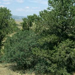 Quercus ×undulata (Wavy-leaved Oak), habitat