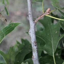 Quercus velutina (Black Oak), bark, twig