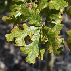 Quercus stellata (Post Oak), leaf, upper surface