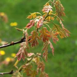 Quercus texana (Nuttall's Oak), leaf, new