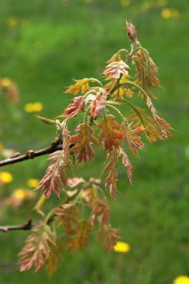 Quercus texana (Nuttall's Oak), leaf, new