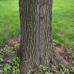 Quercus texana (Nuttall's Oak), bark, trunk