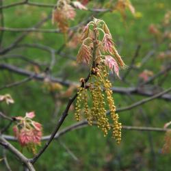 Quercus texana (Nuttall's Oak), inflorescence