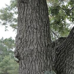 Quercus velutina (Black Oak), bark, trunk
