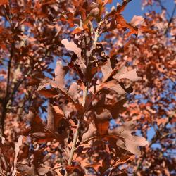 Quercus stellata (Post Oak), leaf, lower surface