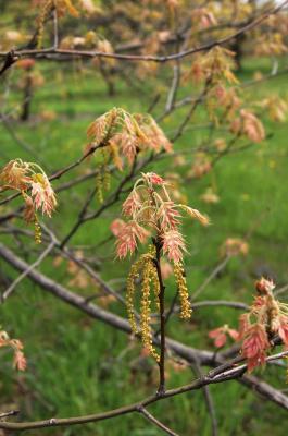 Quercus texana (Nuttall's Oak), habit, spring