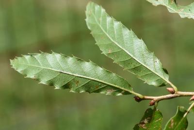Quercus trojana (Macedonian Oak), leaf, lower surface
