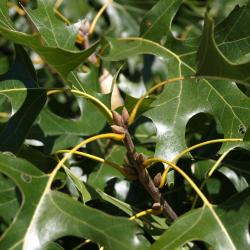 Quercus velutina (Black Oak), bud, vegetative