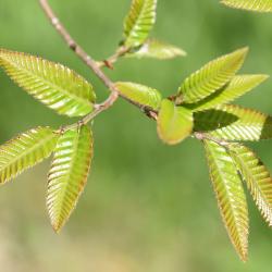 Quercus variabilis (Oriental Oak), leaf, new