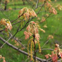 Quercus texana (Nuttall's Oak), habit, spring