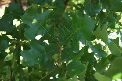 Quercus stellata (Post Oak), leaf, summer