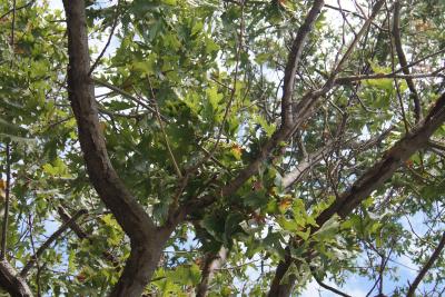 Quercus velutina (Black Oak), bark, branch