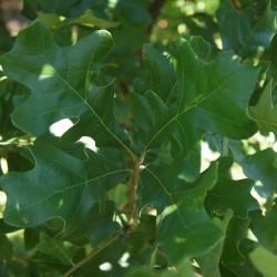 Quercus stellata (Post Oak), leaf, summer