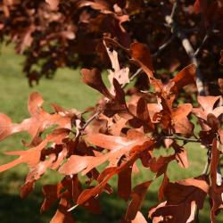 Quercus stellata (Post Oak), leaf, fall