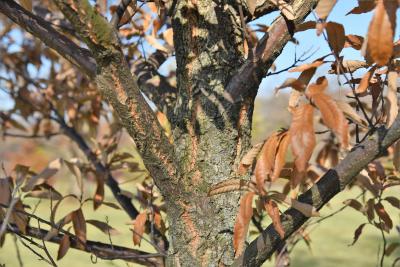 Quercus variabilis (Oriental Oak), bark, mature