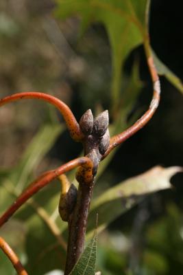 Quercus velutina (Black Oak), bud, terminal