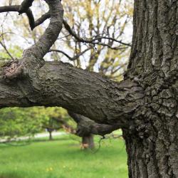 Quercus texana (Nuttall's Oak), bark, mature