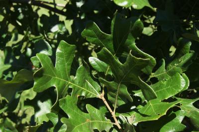 Quercus stellata (Post Oak), leaf, upper surface
