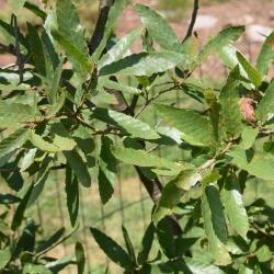 Quercus trojana (Macedonian Oak), leaf, summer