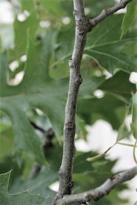 Quercus velutina (Black Oak), bark, twig