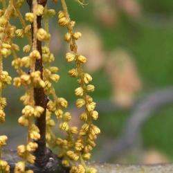 Quercus texana (Nuttall's Oak), flower, staminate