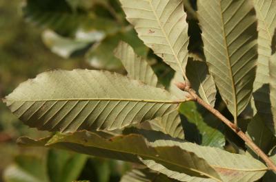 Quercus variabilis (Oriental Oak), leaf, lower surface
