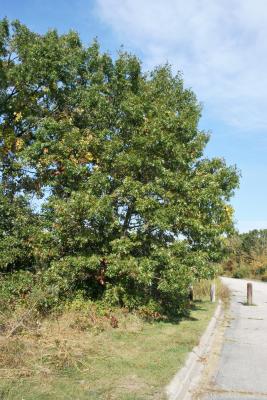 Quercus velutina (Black Oak), habit, fall