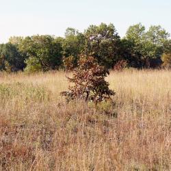 Quercus velutina (Black Oak), habitat