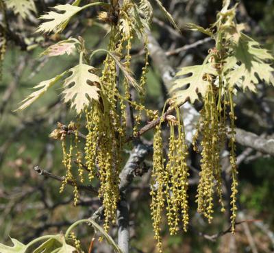Quercus velutina (Black Oak), flower, staminate