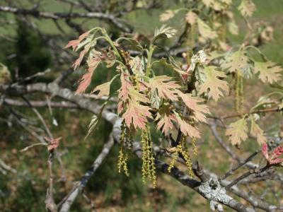 Quercus velutina (Black Oak), flower, staminate