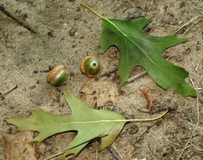 Quercus velutina (Black Oak), fruit, immature