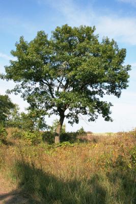 Quercus velutina (Black Oak), habit, summer