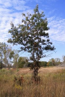 Quercus velutina (Black Oak), habit, fall