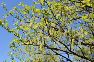 Quercus x bebbiana 'Taco' (Taco Bebb's Oak), habit, spring