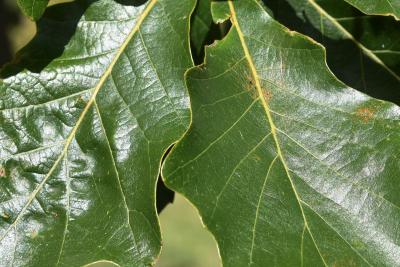 Quercus ×bebbiana 'Taco' (Taco Bebb's Oak), leaf, upper surface