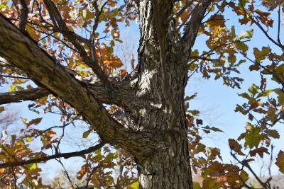 Quercus ×bebbiana 'Taco' (Taco Bebb's Oak), bark, mature