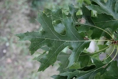 Quercus velutina (Black Oak), leaf, upper surface