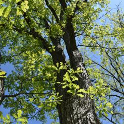 Quercus ×deamii (Deam's Oak), habit, spring